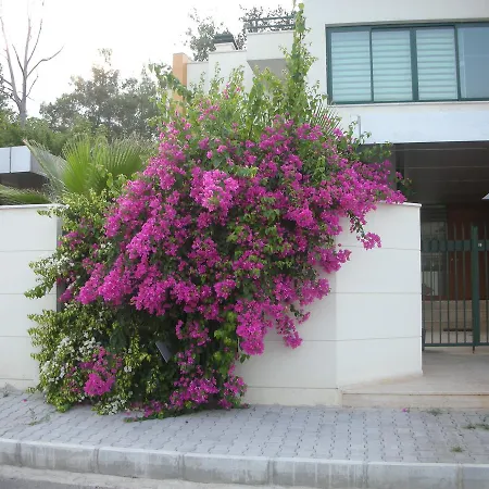 Diva Villa *